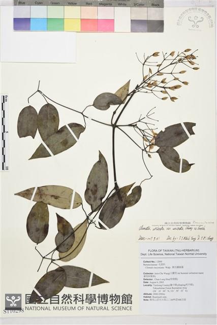 柱果鐵線蓮藏品圖，第2張