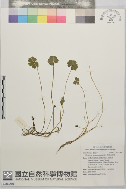 漂浮天胡荽藏品圖，第1張