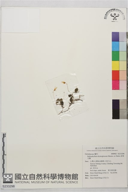 狹萼豆蘭藏品圖，第1張