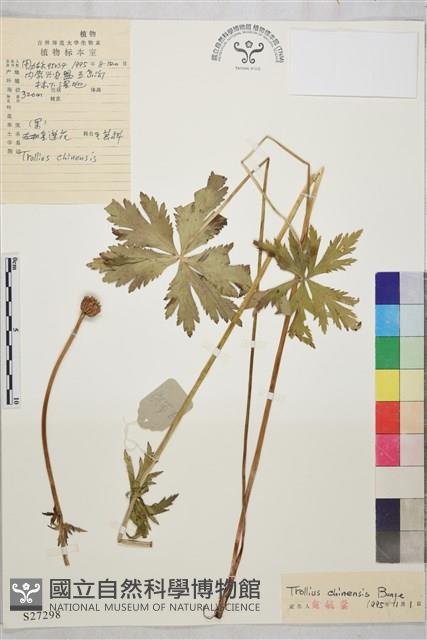 金蓮花藏品圖，第1張