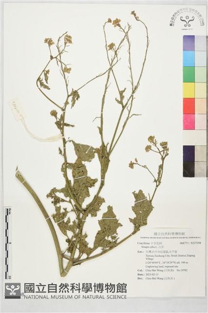 白芥藏品圖，第1張