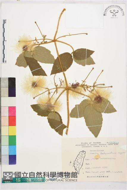 銹毛鐵線蓮藏品圖，第1張