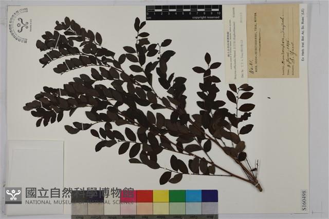 紅仔珠藏品圖，第1張