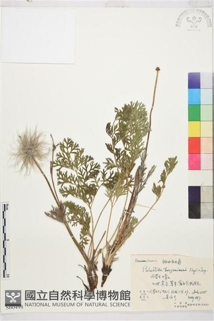 細葉白頭翁藏品圖，第1張