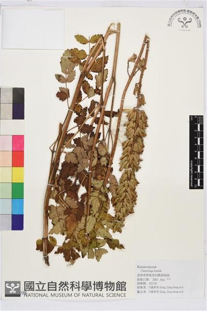 升麻藏品圖，第1張