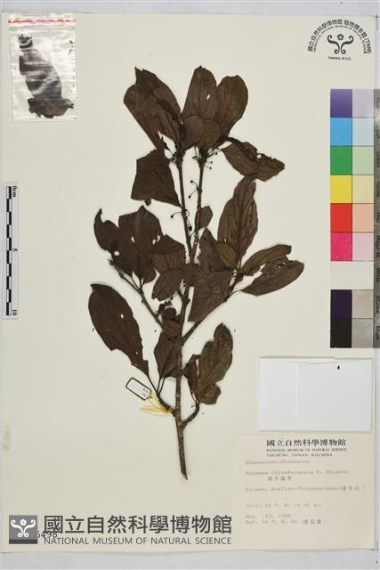 清水鼠李藏品圖，第1張