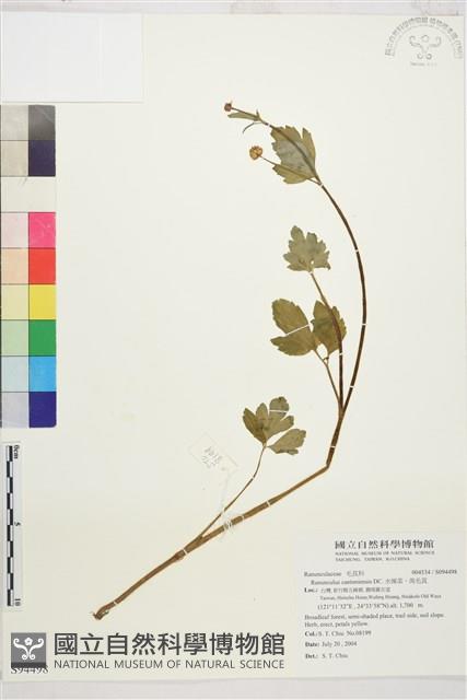 水辣菜、禺毛茛藏品圖，第1張