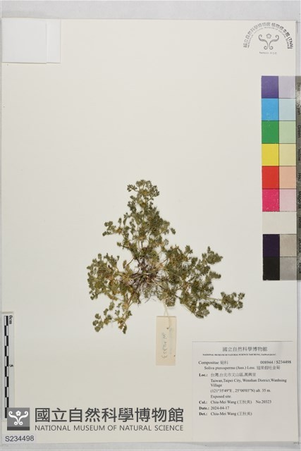 翅果假吐金菊藏品圖，第1張