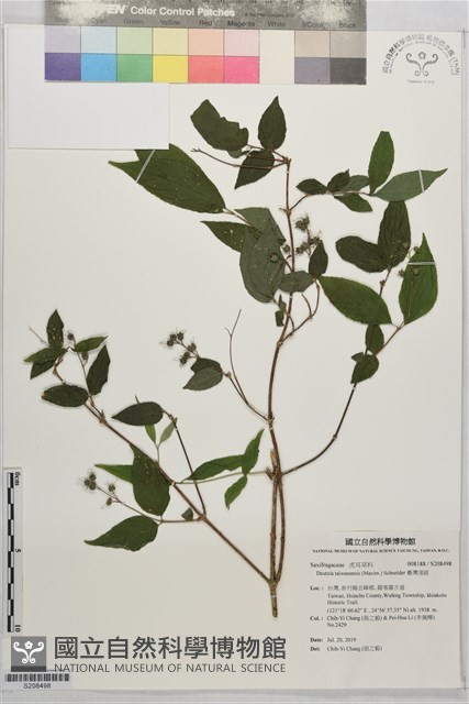 臺灣溲疏藏品圖，第1張