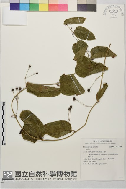 登錄號:S233498藏品圖，第1張