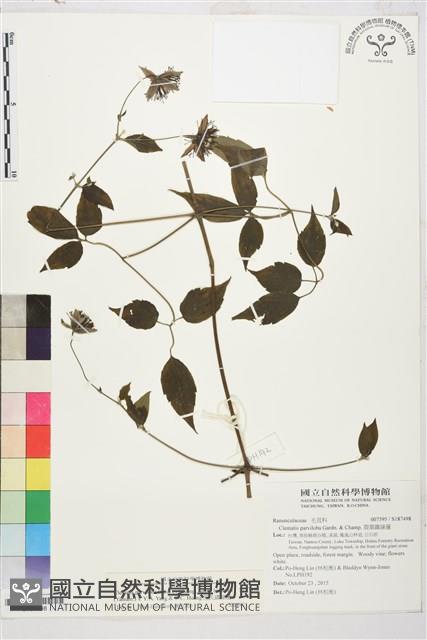 巴氏鐵線蓮藏品圖，第1張