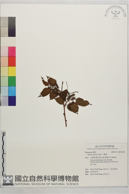 小葉桑藏品圖，第1張