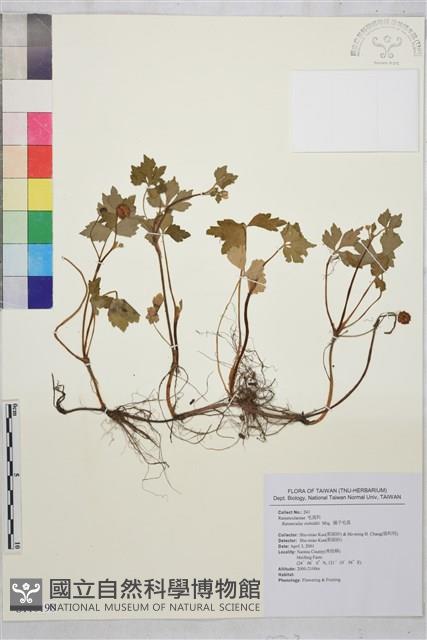 辣子草、揚子毛茛藏品圖，第1張