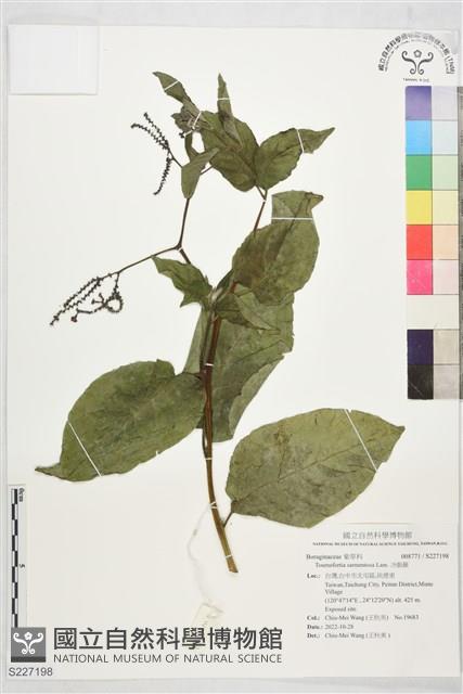 冷飯藤藏品圖，第1張