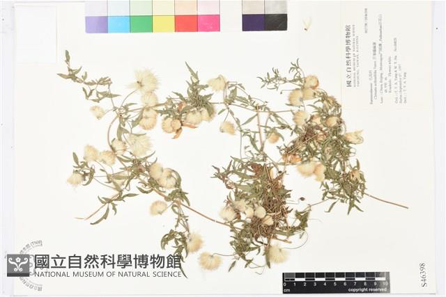 芹葉鐵線蓮藏品圖，第1張