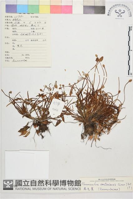 水辣菜、禺毛茛藏品圖，第1張