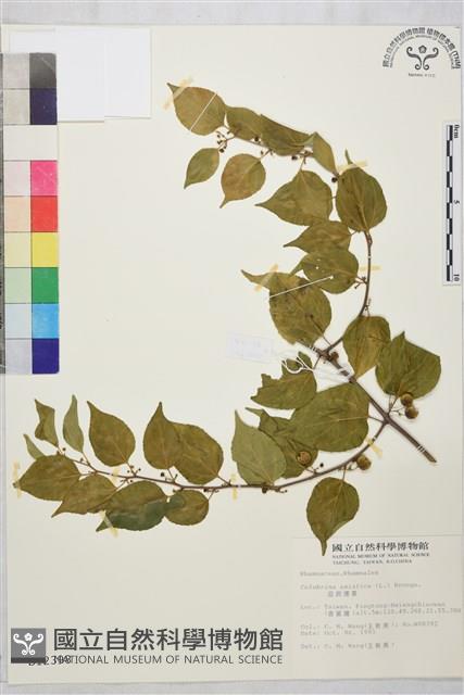 亞洲濱棗藏品圖，第1張