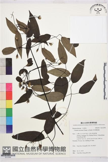 柱果鐵線蓮藏品圖，第1張