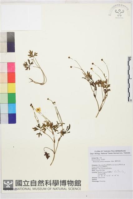 蓬萊毛茛藏品圖，第1張