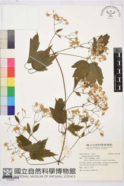 串鼻龍藏品圖，第1張