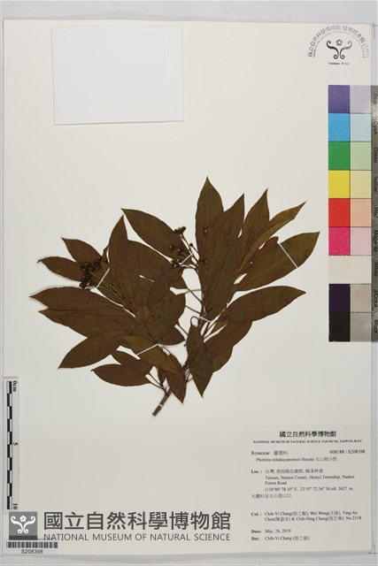 玉山假沙梨藏品圖，第1張