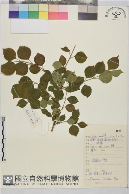 圓葉鼠李藏品圖，第1張