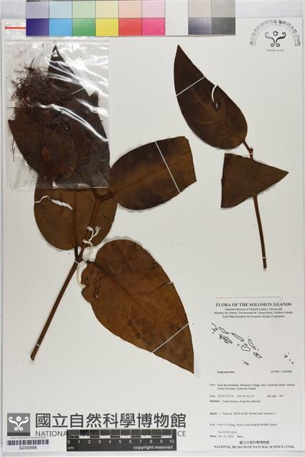 登錄號:S200898藏品圖，第1張