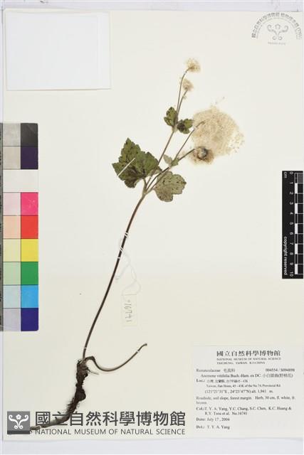 小白頭翁、野棉花藏品圖，第1張