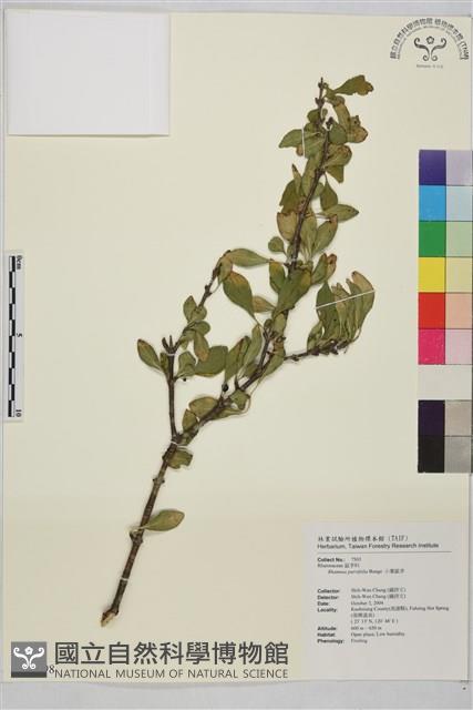 小葉鼠李藏品圖，第1張