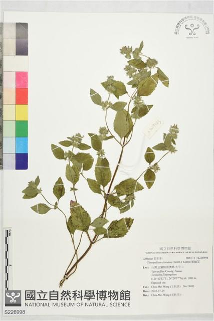 風輪菜藏品圖，第1張