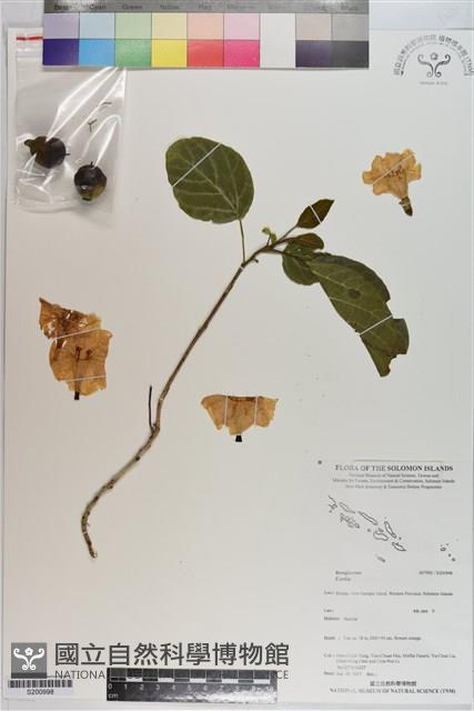 登錄號:S200998藏品圖，第1張