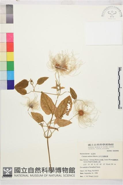 田代氏鐵線蓮藏品圖，第1張