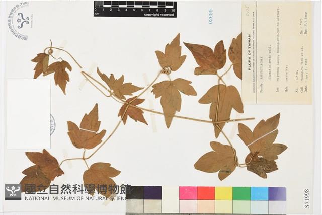 串鼻龍藏品圖，第1張