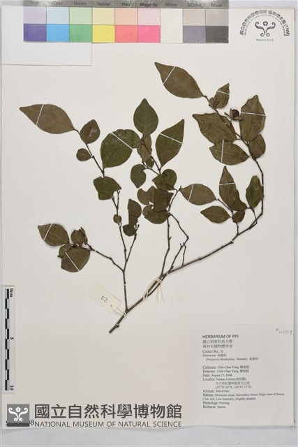 菱葉柿藏品圖，第1張