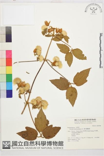 銹毛鐵線蓮藏品圖，第1張