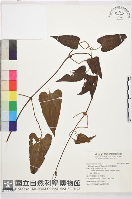 田代氏鐵線蓮藏品圖，第1張