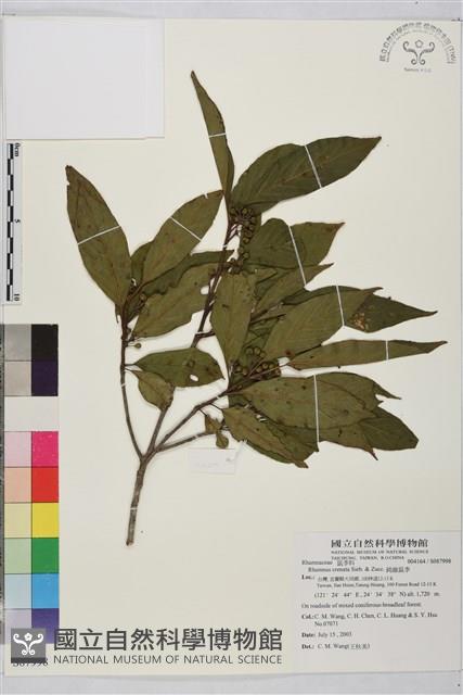 鈍齒鼠李藏品圖，第1張