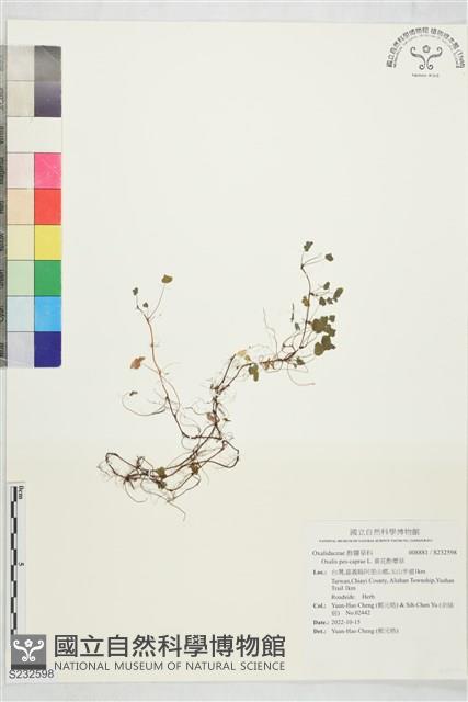 黃花酢漿草藏品圖，第1張