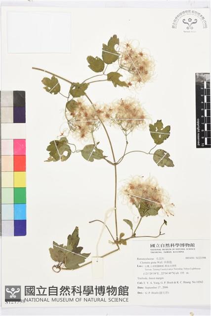 串鼻龍藏品圖，第1張