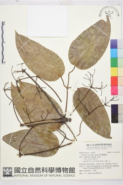 麥氏鐵線蓮藏品圖，第2張