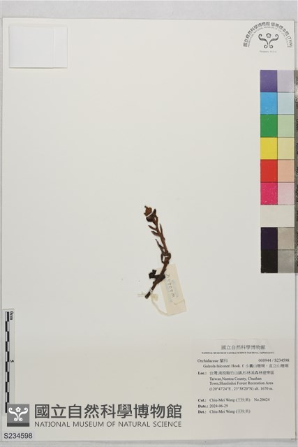 小囊山珊瑚、直立山珊瑚藏品圖，第1張