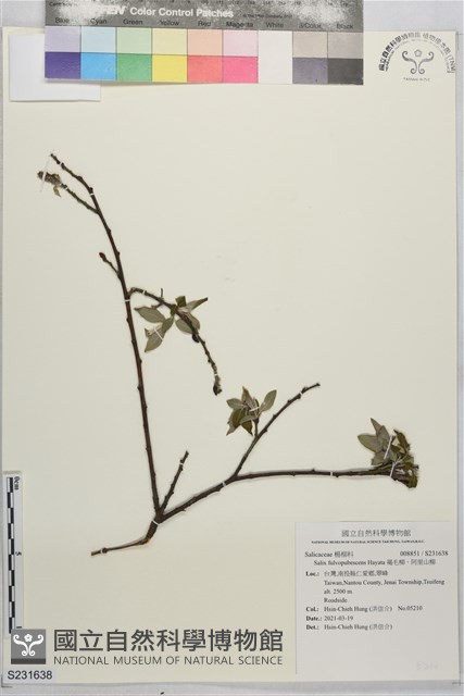褐毛柳、阿里山柳藏品圖，第1張