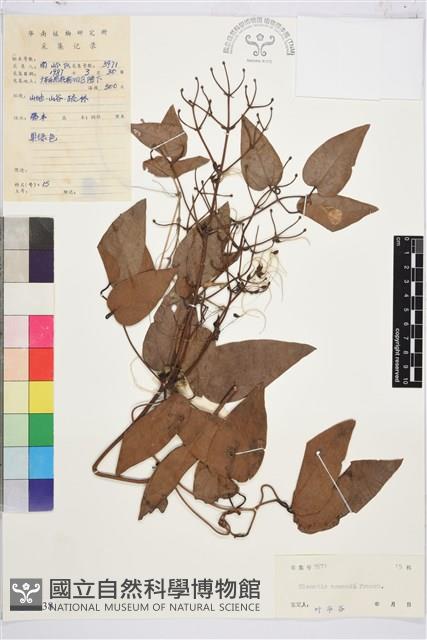 小木通藏品圖，第1張