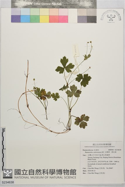 水辣菜、禺毛茛藏品圖，第1張