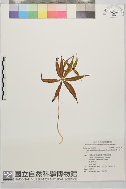 高山七葉一枝花藏品圖，第1張