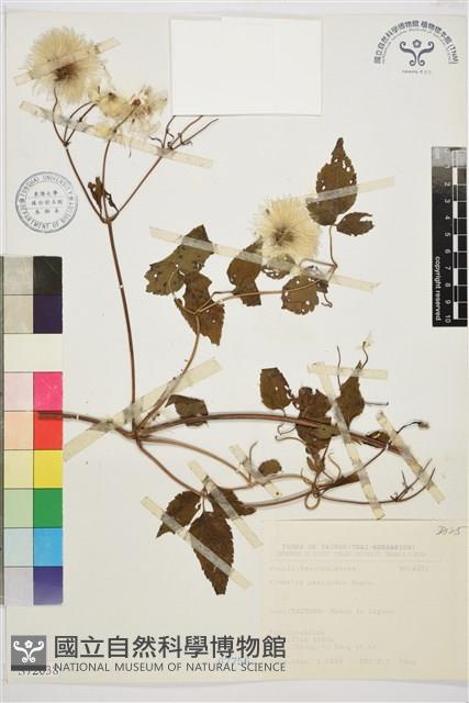 小木通藏品圖，第2張