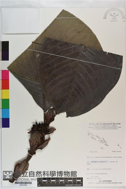 登錄號:S201038藏品圖，第1張