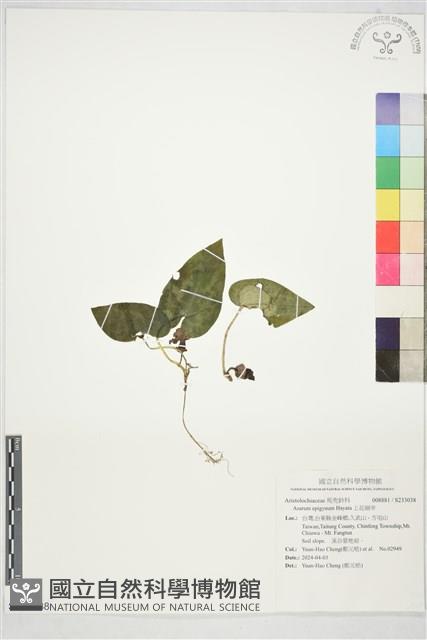 上花細辛藏品圖，第1張