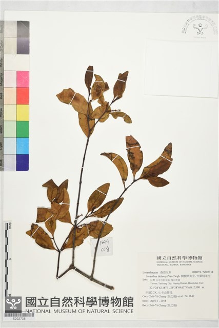 椆樹桑寄生, 大葉榿寄生藏品圖，第1張