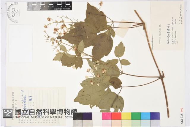 女萎藏品圖，第1張